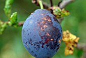 PLUM SCAB ON RIPE DAMSON