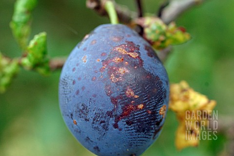 PLUM_SCAB_ON_RIPE_DAMSON