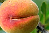 PEACH WITH GROWTH CRACK