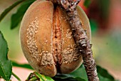 BROWN ROT ON PEACH