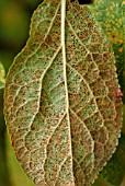 PLUM RUST ON LEAF