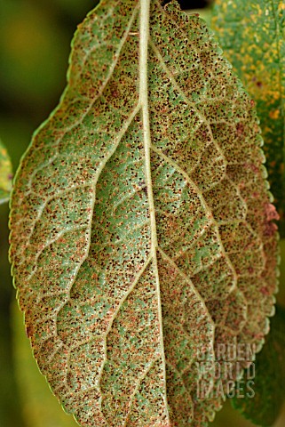 PLUM_RUST_ON_LEAF