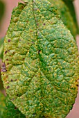 PLUM RUST ON LEAF