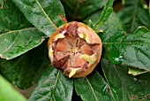 MEDLAR LARGE RUSSIAN