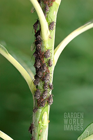 WILLOW_APHIDS_ON_BRANCH