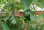 GOURDS GROWING ON FENCE