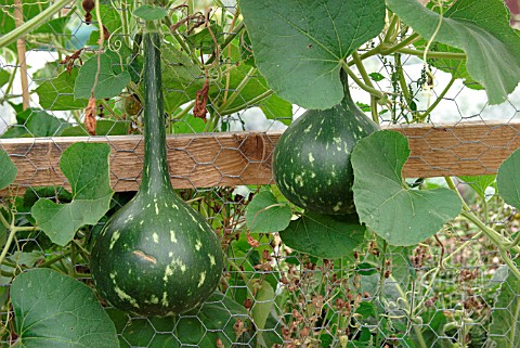 GOURDS_GROWING_ON_FENCE