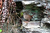 WREN,  TROGLODYTES TROGLODYTES, TAKING MOSS TO NEST IN ROCKFACE