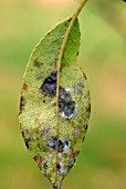 PEAR SCAB ON LEAF