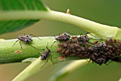 WILLOW APHIDS ON BRANCH