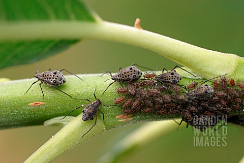 WILLOW_APHIDS_ON_BRANCH