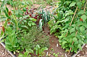 SQUARE FOOT VEGETABLE PATCH