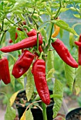 CHILLI PEPPERS ON PLANT