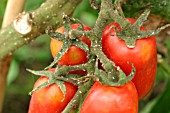 WHITE FLY ON TOMATOES