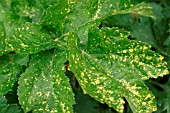 PARSNIP YELLOW FLECK VIRUS ON LEAF