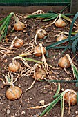 ONION GOLDEN BEUR READY FOR DRYING