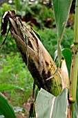 APHID ATTACK ON SWEETCORN