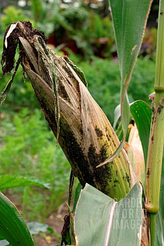 APHID_ATTACK_ON_SWEETCORN