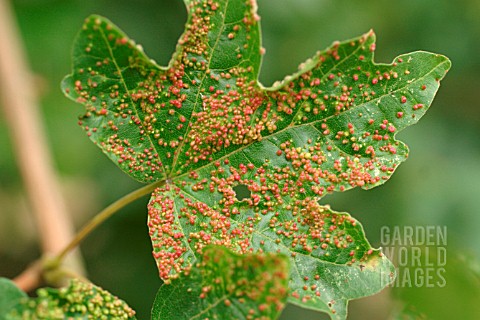 SYCAMORE_GALL_MITE_ON_MAPLE_LEAF