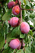 PRUNUS DOMESTICA VICTORIA, (VICTORIA PLUM)