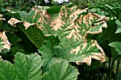 SUN SCORCH DAMAGE TO GUNNERA LEAVES