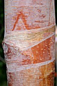 BETULA (SILVER BIRCH) BARK