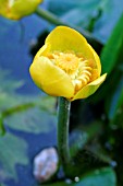 NUPHAR