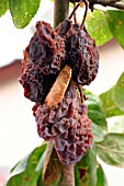 BROWN ROT ON PLUM (SHRIVEL PLUM ON TREE)