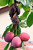 BROWN ROT ON PLUM (SHRIVEL PLUM ON TREE)