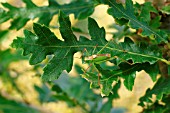 SPECKLED BUSH CRICKET ON OAK LEAF