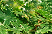 SPECKLED BUSH CRICKET ON OAK LEAF