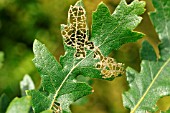 OAK LEAF EATEN BY SPECKLED BUSH CRICKET