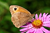 GATEKEEPER MOTH ON MICHAELMAS DAISY,  ASTER