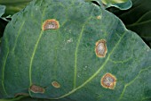 BRASSICA RING SPOT ON CABBAGE