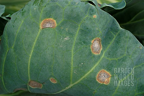 BRASSICA_RING_SPOT_ON_CABBAGE