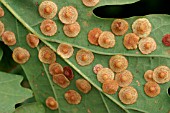 COMMON SPANGLE GALLS ON UNDERSIDE OF OAK LEAF