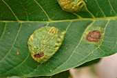 WALNUT LEAF BLOTCH ON TOP SURFACE OF LEAF