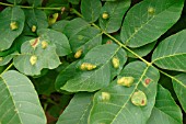 WALNUT LEAF BLOTCH ON TOP SURFACE OF LEAF