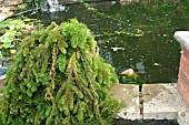 HORNWORT REMOVED FROM POND