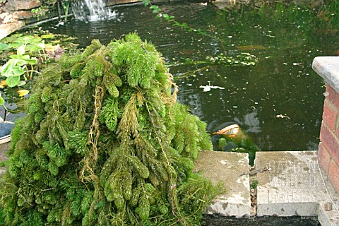 HORNWORT_REMOVED_FROM_POND