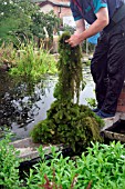 HORNWORT BEING REMOVED FROM POND