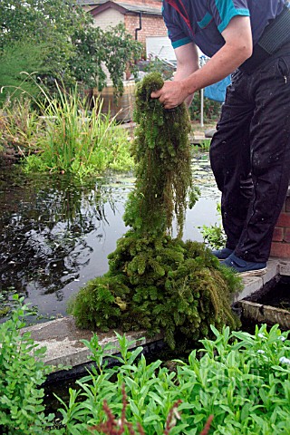 HORNWORT_BEING_REMOVED_FROM_POND