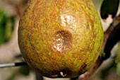 BITTER ROT CLOSE UP ON PEAR