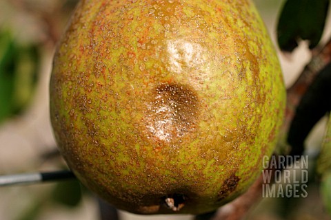 BITTER_ROT_CLOSE_UP_ON_PEAR