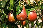 STONY PIT VIRUS ON PEAR