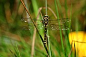 GOLDEN RINGED DRAGONFLY MALE ON RUSH