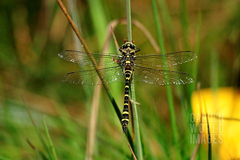 GOLDEN_RINGED_DRAGONFLY_MALE_ON_RUSH
