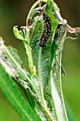 CATERPILLAR MAKING TENT USING WILLOW LEAVES