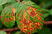 COMMON RUST LEAF ON TOP SURFACE OF BLACKBERRY