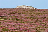 ERICA,  HEATHER IN FLOWER ON RAMSEY ISLAND